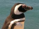 No zoom necessary! The penguins were just feet away from us! It was great!